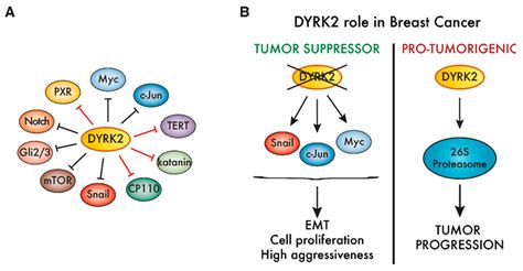 Cancer Associated Activities Of Dyrk A Dyrk Substrates Are