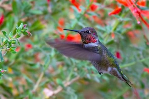 Lessons from hummingbirds: Instilling wonder and curiosity in nature