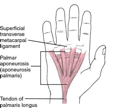 Superficial Anatomy Definition - ANATOMY