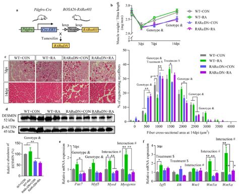 Loss Of Retinoic Acid RA Signalling In FAPs Impairs Skeletal Muscle