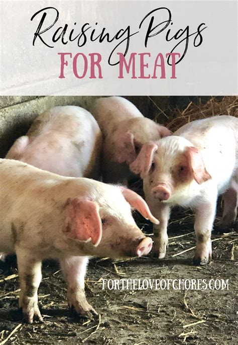 Raising Pigs For Meat Sustainably Raising Pigs Pig Pig Farming