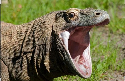 Nightcaps When Fung Fuck Doesn T Kill You R Pvzgardenwarfare