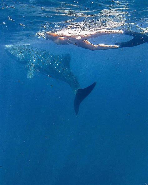 Swimming With Whale Sharks By Mafia Island By Palomafts