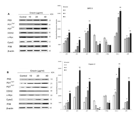 Effect Of Crocin On Cell Cycle Signaling Proteins In BXPC3 And Capan 2