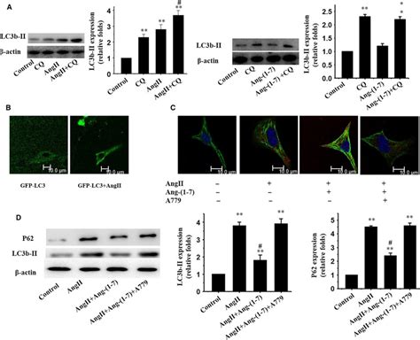 Ang Inhibits Ang Ii Induced Autophagy Via The Mas Receptor In