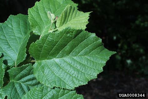 American Hazelnut Corylus Americana Fagales Betulaceae 0008344