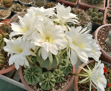 Echinopsis Subdenudata Il Fiore Tra Le Spine