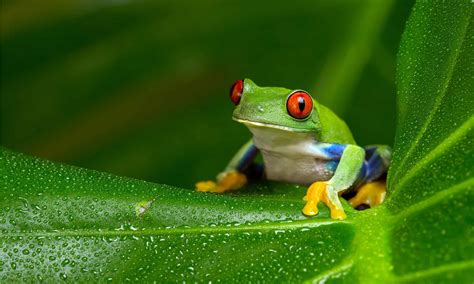 Red-Eyed Tree Frog Pictures - AZ Animals