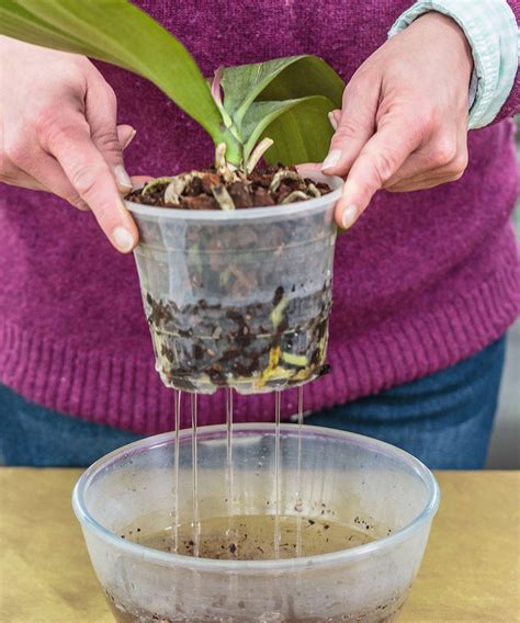 Watering Orchids With Ice Cubes – Discover The Pros And Cons ...