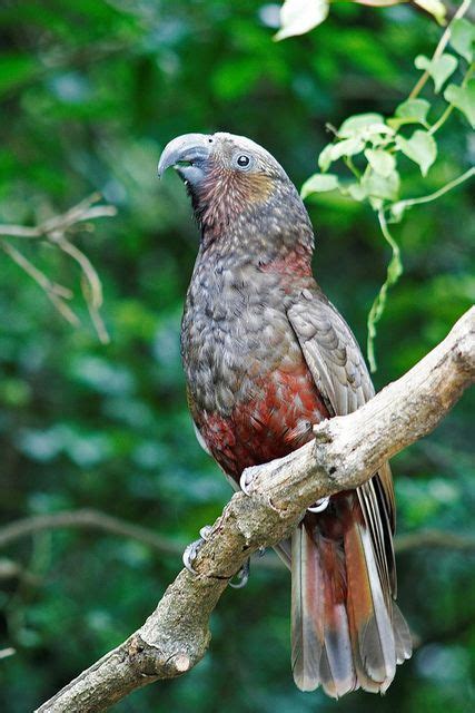 Kaka | Nature birds, Beautiful birds, Colorful birds