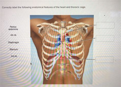 Anatomy Rib Cage With Heart Hearts Are Wild Things Thats Why Our Ribs