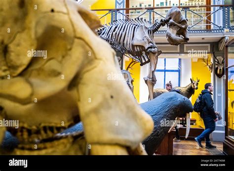 Natural History Museum National Museum Of Ireland Dublin Ireland