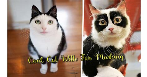 20 cat markings (cool cats with fur markings) - Cats In Care