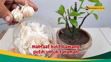 Atasi Hama Secara Alami Ketahui 4 Manfaat Kulit Bawang Putih Untuk