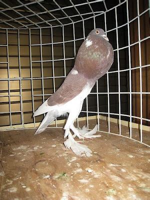 English Pouter Pigeon Pictures ~ ENCYCLOPEDIA OF PIGEON BREEDS