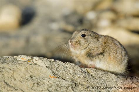 23: Lemmings – Notebook from the North