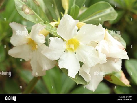 White desert lily hi-res stock photography and images - Alamy