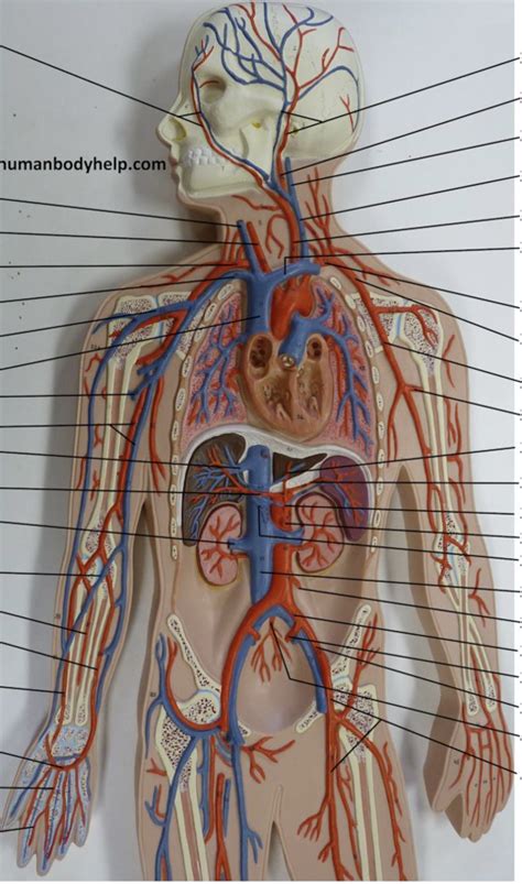 Blood Vessels Diagram Quizlet