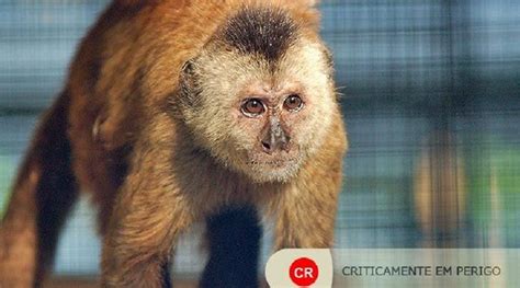 Mais 700 animais entram na Lista Nacional de Espécies Ameaçadas de ...