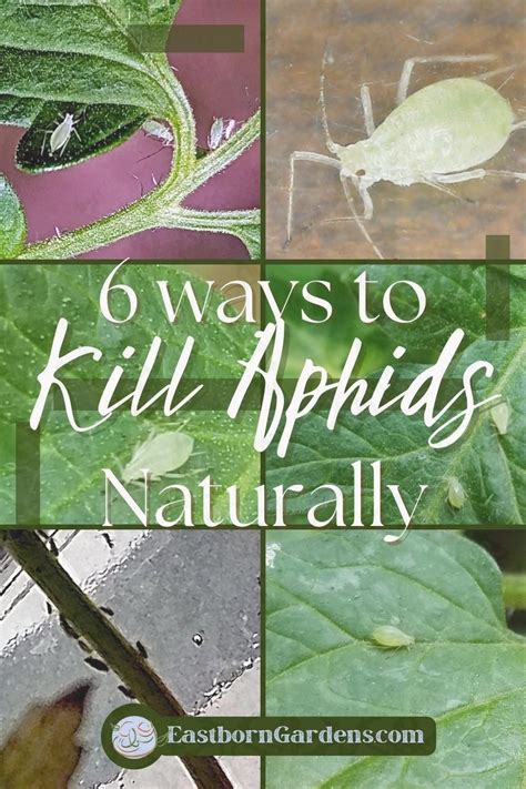 How To Get Rid Of Aphids In The Garden Without Pesticides Artofit