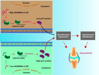 LncRNA AC006064 4 201 Serves As A Novel Molecular Marker In Alleviating