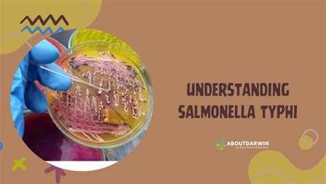 Unveiling Salmonella Typhi: Symptoms, Treatment & Prevention