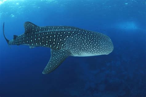 Facts About the Whale Shark