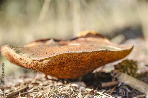 Variedad De Hongos De Diverso Tipo Y Colorido Desde Los Mas Inofensivos