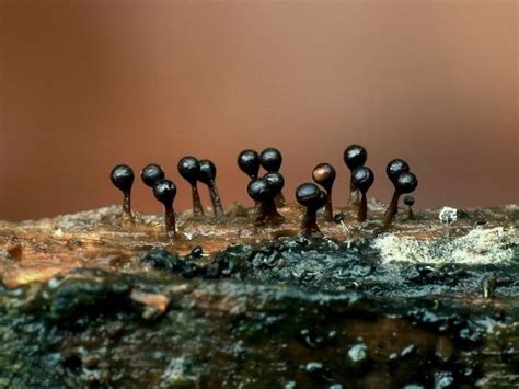 Слизевики (Myxomycota) - часть 2 | Пикабу