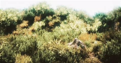 Dried Grass Tufts On Moorland Stock Video Envato Elements