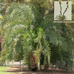 Pindo Palm Butia Capitata Civano Nursery