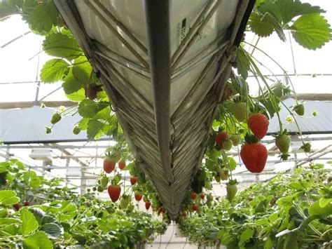 How To Grow Strawberries Vertically A Complete Guide