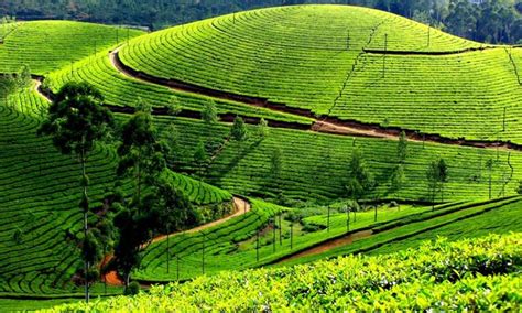 Mysore Ooty Kodaikanal Tour 68285 Holiday Packages To Mysore Ooty Kodaikanal Ooty Ooty