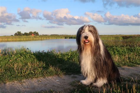 Bearded Collie Steckbrief Charakter Wesen Und Haltung