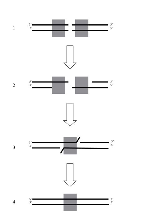 Direct Repeat Recombination By Single Strand Annealing SSA 1