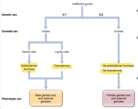 Physiology Ii Final Exam L37 40 Flashcards Quizlet