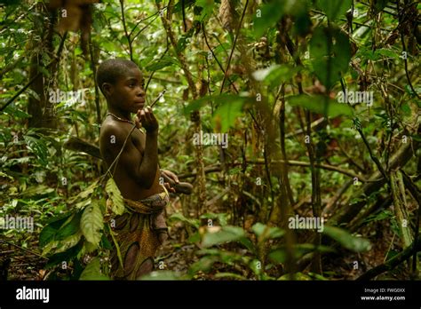 Bayaka Pygmies In The Equatorial Rainforest Central African Republic