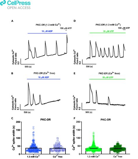 Extracellular Ca 2 Has No Effect On Ca 2 C Oscillation Spike Width