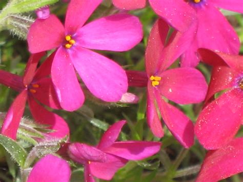 phlox douglasii ochsenblut stauden forssman de Staudengärtnerei