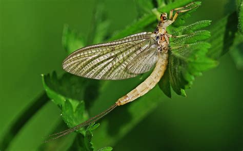 mayflies  upwing flies insect week