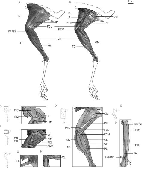 Photographs With The Outline Of The Muscles Drawn Of The Hindlimb