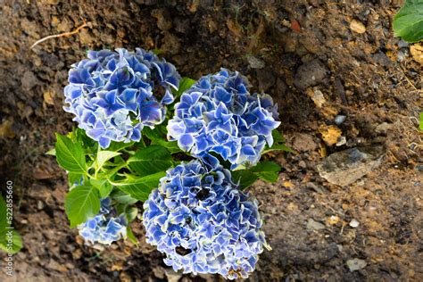 Light, dark, pale blue, purple Hydrangea macrophylla, bigleaf hydrangea ...