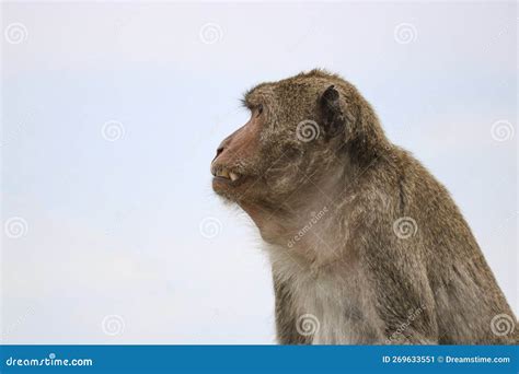 Adult Male Macaque in Profile. a Monkey Grinning is a Sign of Aggression Stock Image - Image of ...