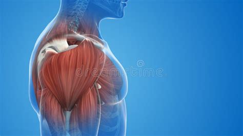 Pain And Injury In The Chest Pectoralis Muscles Stock Illustration