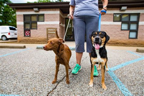 Animal Shelter - Dog Warden | Departments | Ohio County WV | The ...