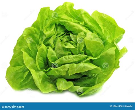 Lechuga Fresca De La Ensalada Foto De Archivo Imagen De Primer