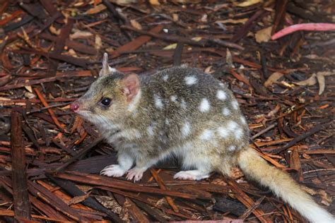 Australian Mammals | Australian Marsupials | Australian Wildlife Journeys