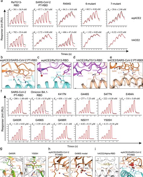 Structural And Functional Analysis Of Key Residues In The Molecular