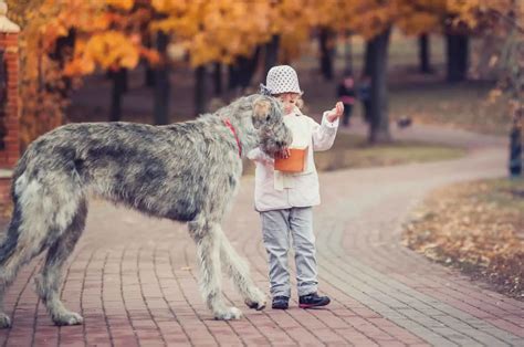 Irish Wolfhound Growth Chart – How Tall Is The Tallest Dog?