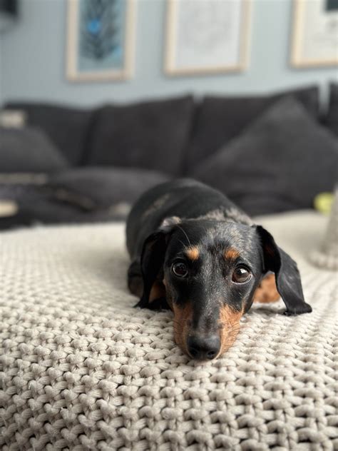 Tired from barking at everyone and everything and even at nothing : r